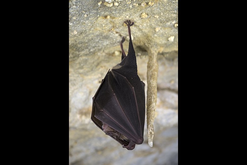 Chiroptera